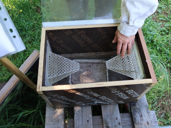 Des tests sur le piégeage du frelon asiatique en Drôme-Ardèche