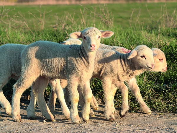 Pâques : l’agneau et l’oeuf, symboles de la renaissance