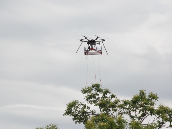 Confusion sexuelle par drone : une solution de biocontrôle contre le carpocapse