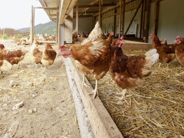 Grippe aviaire : dans les petits élevages aussi, la biosécurité doit être appliquée