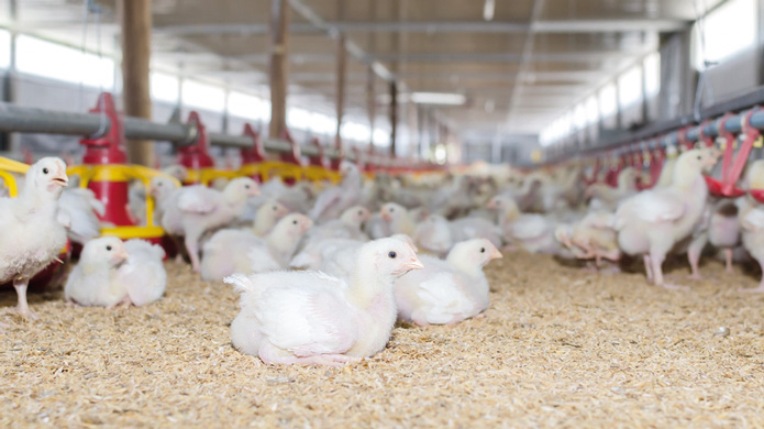 La réduction des antibiotiques, un enjeu majeur pour la filière avicole