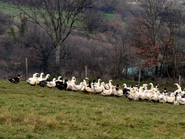 Grippe aviaire à Saint-Montan, des mesures de sécurité se mettent en place