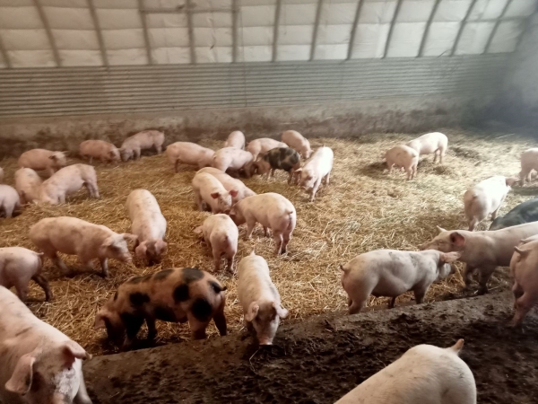 Élevage porcin : un animal très sensible au stress