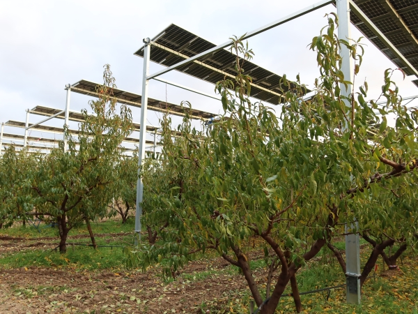 Agrivoltaïsme : trois hectares de vergers suivis dans la Drôme
