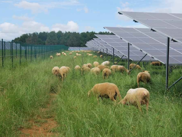 Photovoltaïque au sol : préserver l’activité d’élevage
