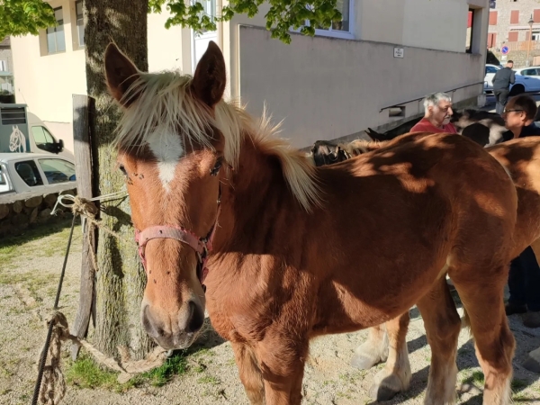 Plus de 25 chevaux et ânes exposés à la foire de Montpezat-sous-Bauzon 