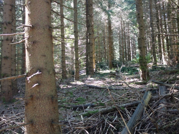 Les forestiers privés de l’Ardèche tournés vers l’avenir