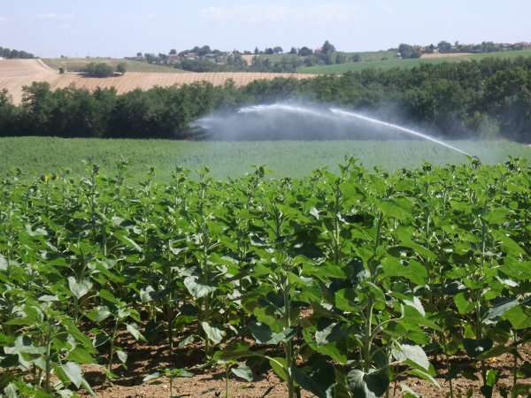 Irrigation du tournesol : sobriété des apports d’eau pour un maximum de rentabilité