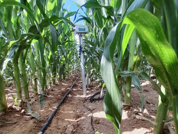 Irrigation : quelles marges de manœuvre pour des pratiques optimisées