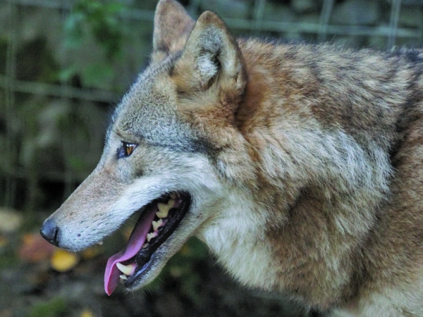 Le loup en Ardèche, un sentiment de « déjà-vu »