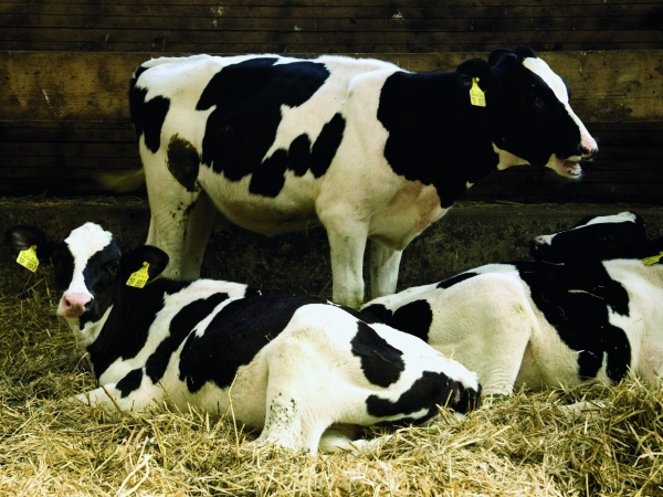 Comprendre la biosécurité en élevage