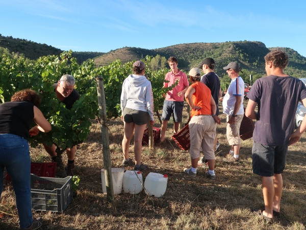 « Vendangeur d’un jour » : immersion dans le vignoble