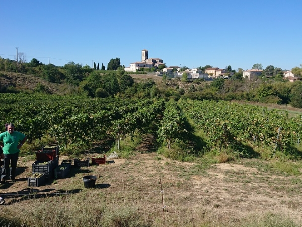 Comment les cépages résistants s’adaptent-ils en Sud-Ardèche ?