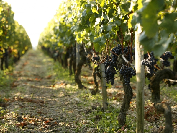 Face à la crise viticole, Fesneau promet des « réponses concrètes» début février