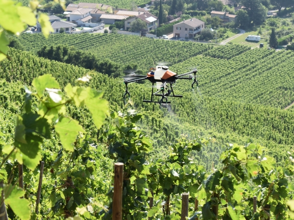 Des essais ont été conduits en Nord Ardèche, ici dans le vignoble de Cornas