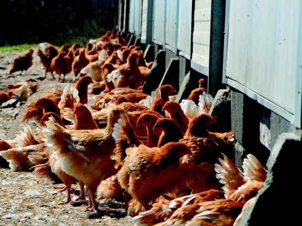 Influenza aviaire : élévation du niveau de risque