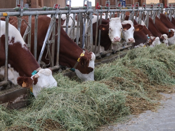 Bovin lait bio : des réponses pour des systèmes résilients et attractifs