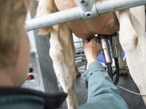 La collecte française de lait de vache au plus bas depuis 2016