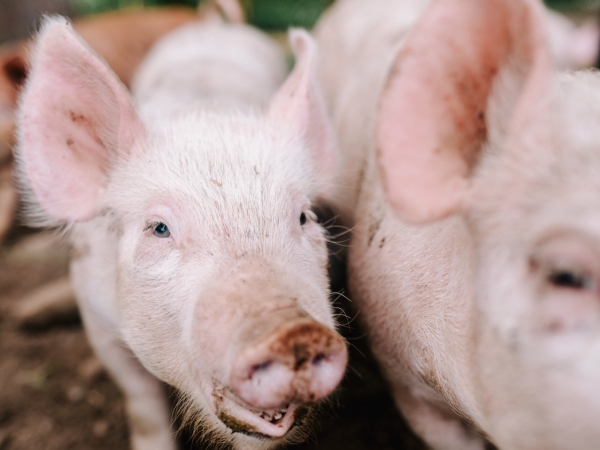 Lidl finance un programme sur le bien-être porcin