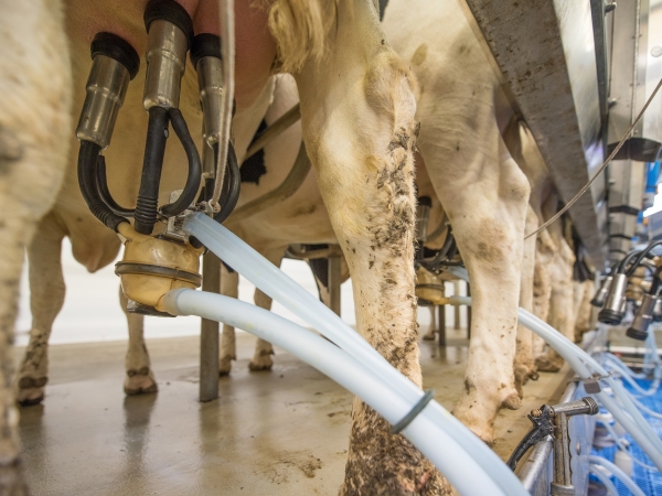 Les producteurs de lait veulent renégocier avec les industriels