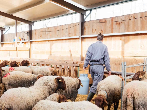 L’agneau français à 9 €/kg malgré la concurrence océanienne