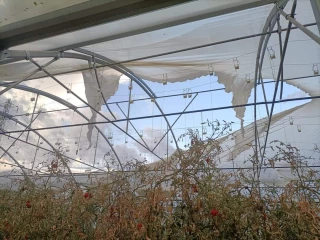 Une tornade et de la grêle ravagent des cultures maraîchères