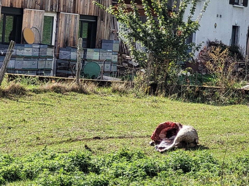 Un troupeau de brebis attaqué à Aranc