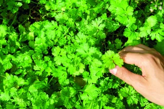 PPAM : les surfaces progressent en 2024 grâce à la coriandre