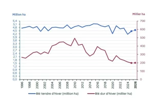 Céréales d’hiver : légère hausse  des emblavements en France