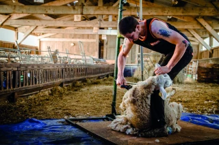 Regain du prix de la laine 