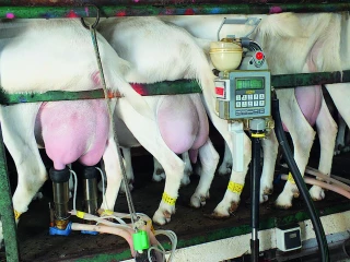 Les éleveurs de chèvres demandent  une hausse de 50 €/1 000 litres