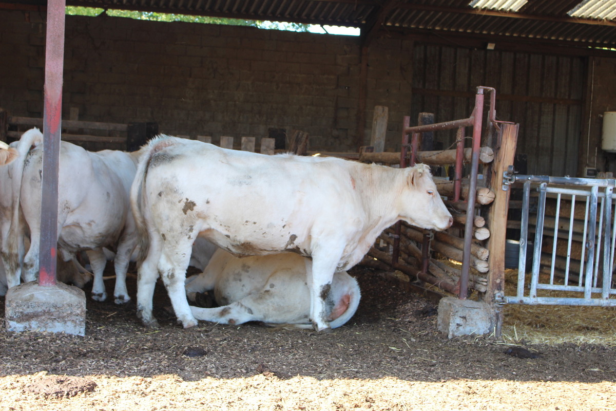 La litière, alliée  du bien-être animal