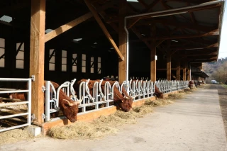 Bâtiment semi-ouvert :  des salers à l'abri  qui respirent le grand air