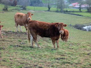 Toujours moins de viande bovine