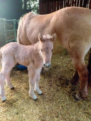 Les chevaux,  madeleine de Proust  de Jean-Marc Luyton