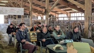 Bœuf des prairies fleuries cherche  à se consolider