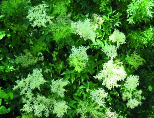 Se diversifier  avec les fleurs de Sureau