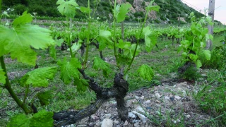« Produire dans des conditions économiquement viables »