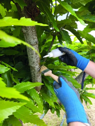 Un an après la mise en place du plan national châtaigne, où en est-on ?