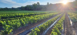 Les pépinières viticoles dans le rouge
