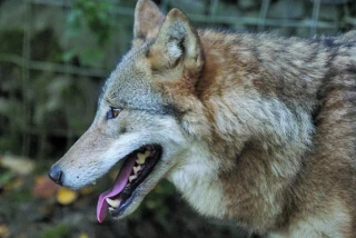 Loup : l’Ardèche ajuste  sa réponse