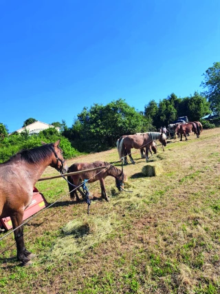 Les chevaux, animation phare  de la foire agricole