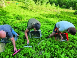 Une année exceptionnelle pour la myrtille sauvage