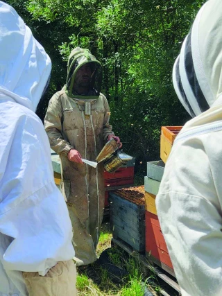 S’initier aux biotechniques pour contrer le varroa
