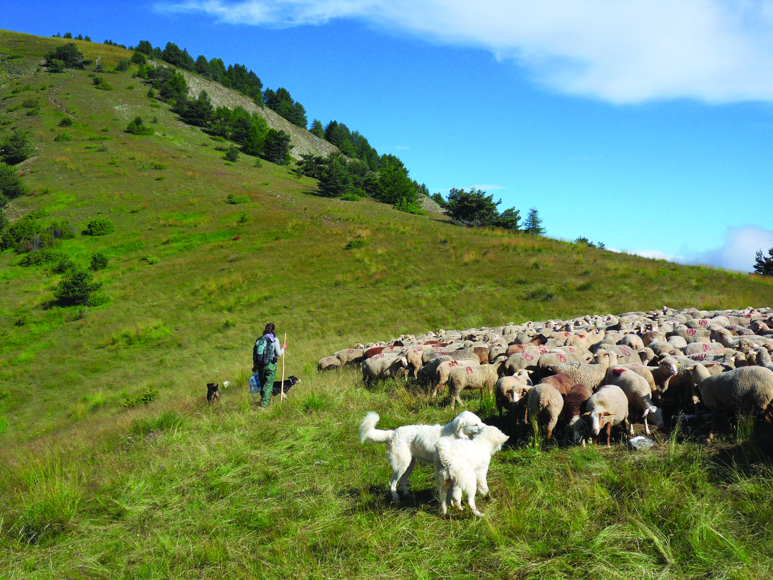 Estives et chiens de protection : des bergers sous pression