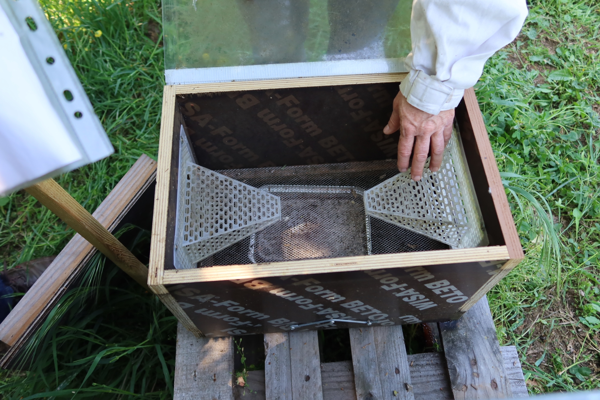Des tests sur le piégeage du frelon asiatique en Drôme-Ardèche
