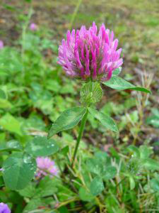 Envie de savoir ce qu’il se passe sous vos pieds en observant la flore ?