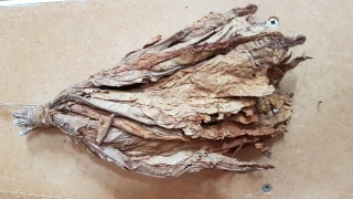 Quand les Ardéchois cultivaient du tabac...