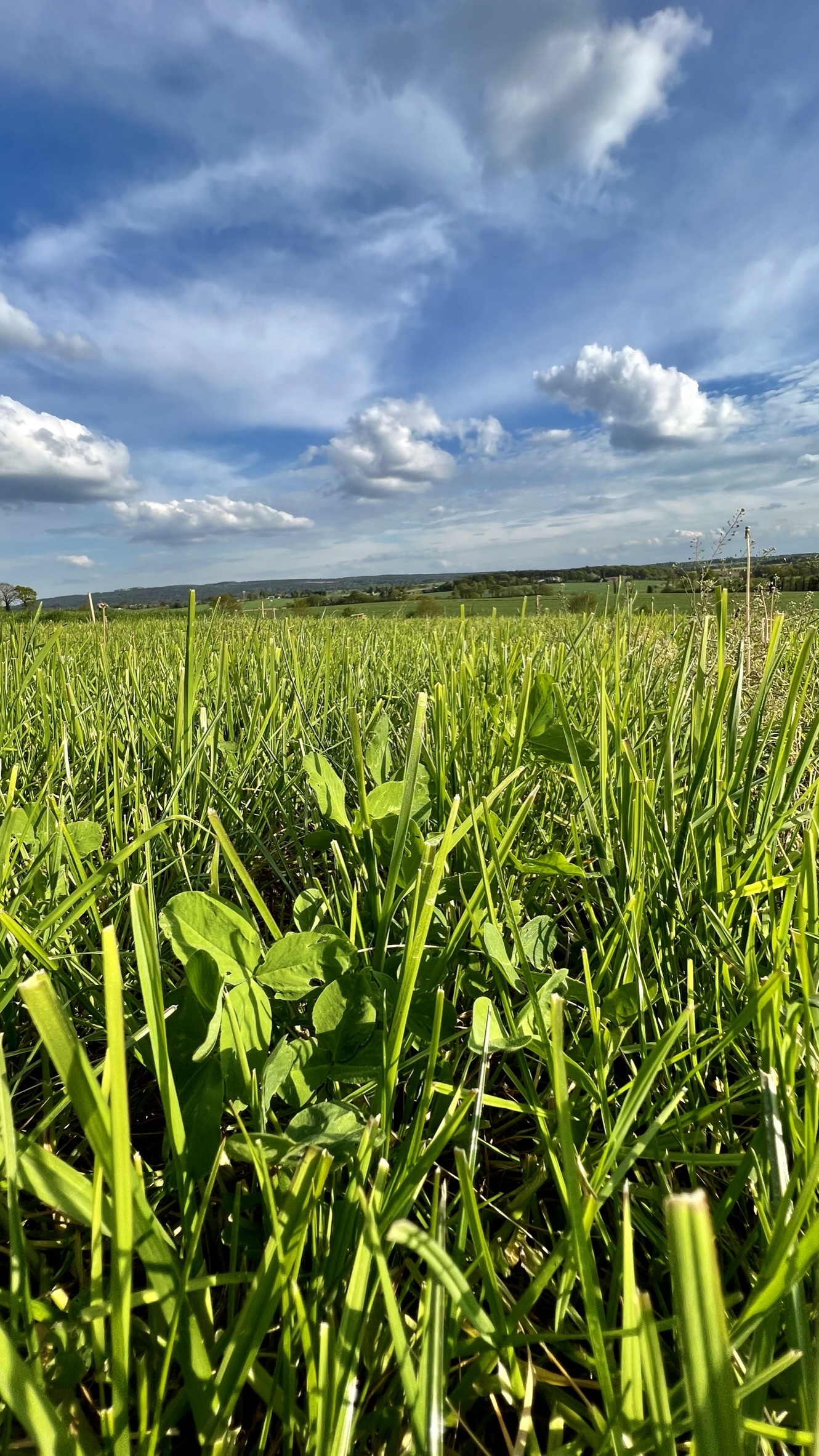 Des prairies multi-espèces aux multiples atouts