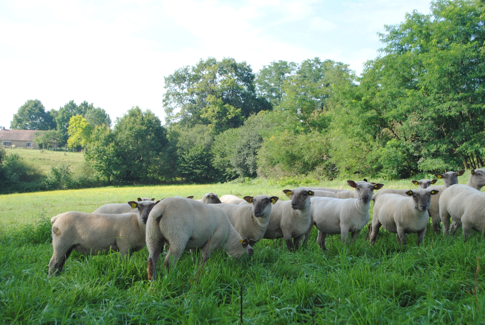 Économiser du concentré sur l’alimentation des agnelles